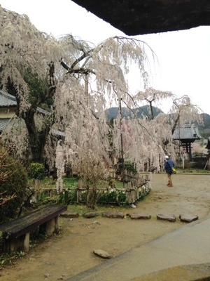 大野寺　灯篭から.jpg